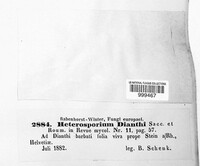 Heterosporium dianthi image